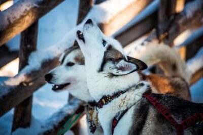 Arctic Animals Combo Safari, Reindeer and Husky Adventure - The reindeer sleigh part: self-driving basics and a 500m circuit