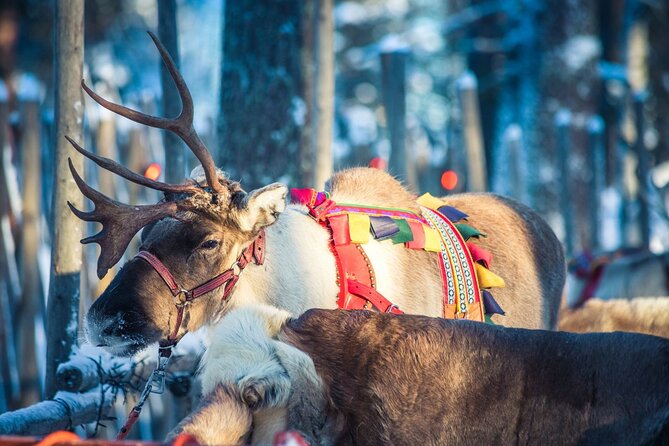 Arctic Animals Combo Safari, Reindeer and Husky Adventure - The short rides vs. the “why” of this combo safari