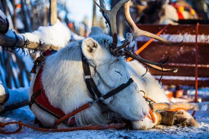 Arctic Animals Combo Safari, Reindeer and Husky Adventure - Group size, timing, and why 16 people matters in winter