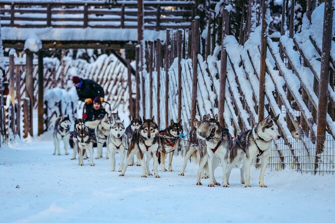 Arctic Animals Combo Safari, Reindeer and Husky Adventure - Price and value: what you’re really paying for at $215.66