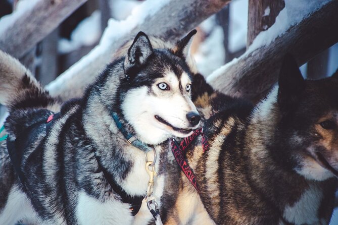 Arctic Animals Combo Safari, Reindeer and Husky Adventure - What to wear so the cold doesn’t steal your attention