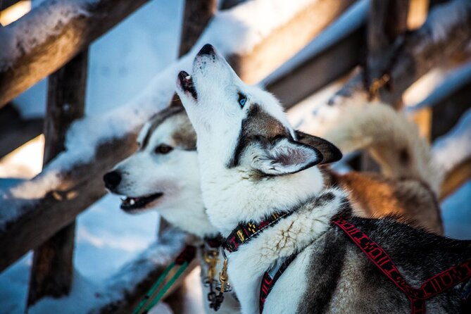 Arctic Animals Combo Safari, Reindeer and Husky Adventure - The reindeer sleigh part: self-driving basics and a 500m circuit