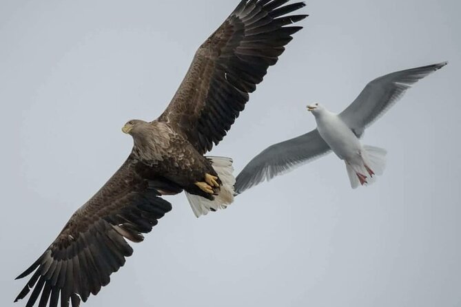Arctic Fjordcruise & Safari in Tromso with Luxury Catamaran - Fishing Moments and Wildlife Chances: Small Bonuses, If the Day Allows