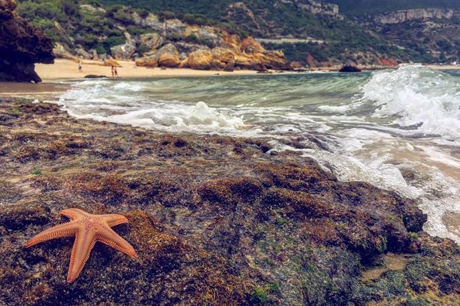 Arrabida Safari – Europe's Most Beautiful Beach & Hidden Gems - Galapinhos Beach: Time to Actually Be at the Beach