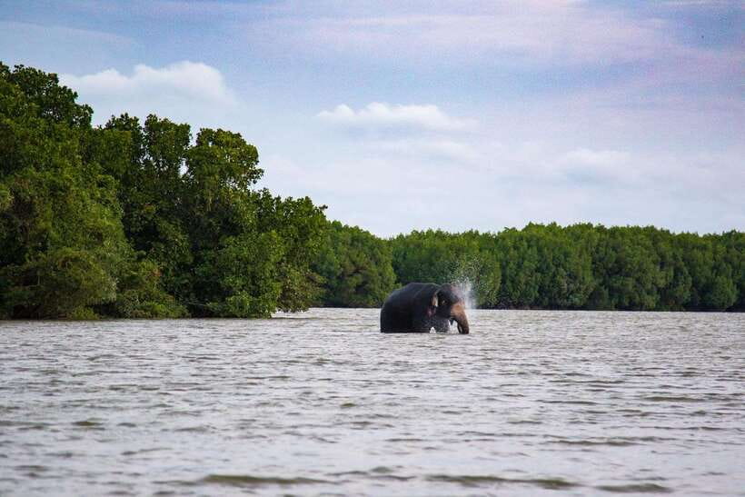 Arugambay :Pottuvil Lagoon Mangrove Eco Boat Safari Tours - The two-hour paddling ride: how the tour rhythm works