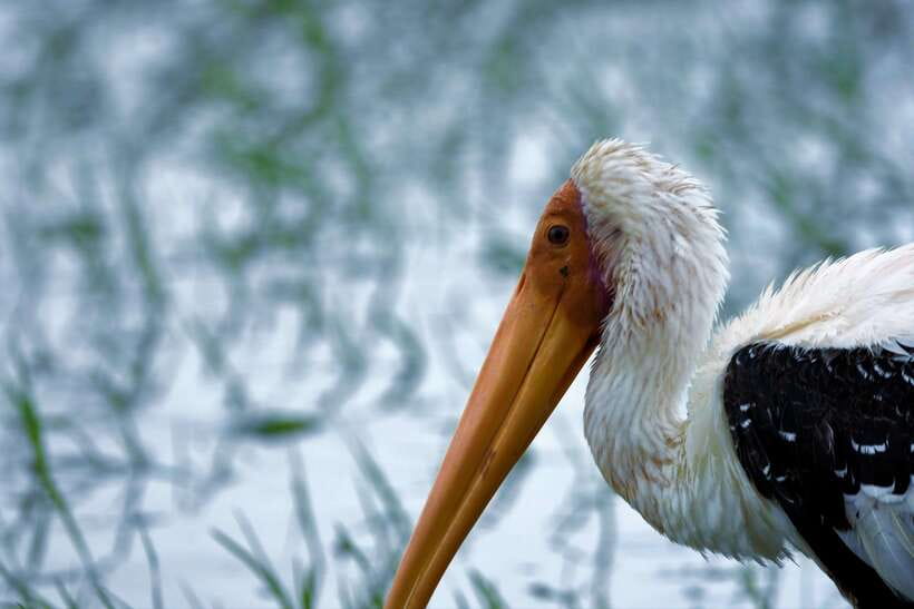 Arugambay :Pottuvil Lagoon Mangrove Eco Boat Safari Tours - Crocodiles, elephants, and the “small stuff” that counts