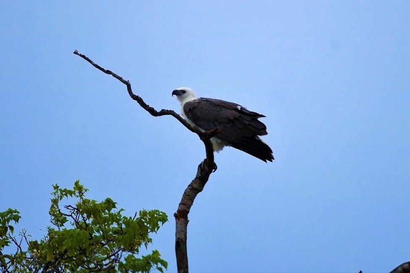 Arugambay :Pottuvil Lagoon Mangrove Eco Boat Safari Tours - Price and value: is $32 for 3 hours fair?