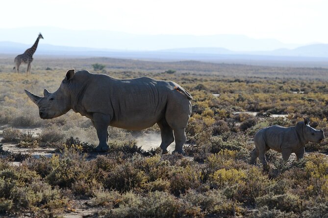 Arusha: 5 days Safari Trip Tarangire, Lake Manyara and Ngorongoro - Mto wa Mbu: slow time, then a real Maasai boma exchange