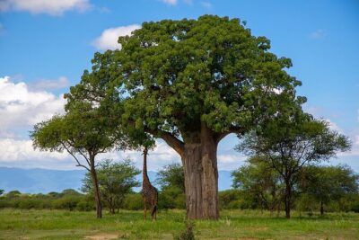 Arusha: 5 days Safari Trip Tarangire, Lake Manyara and Ngorongoro - Tarangire National Park day: elephants, baobabs, and your first big wildlife push