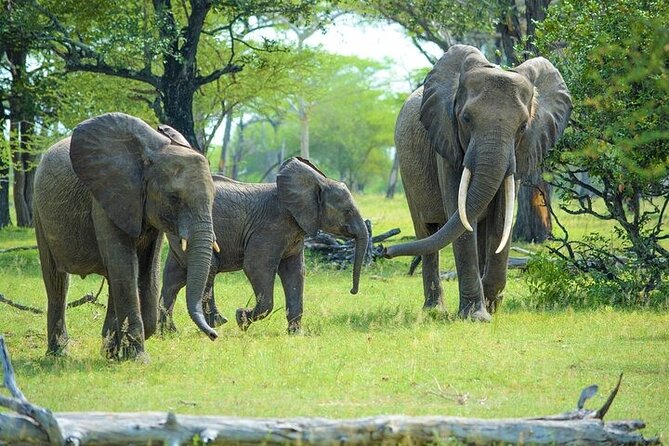 Arusha: 5 days Safari Trip Tarangire, Lake Manyara and Ngorongoro - Ngorongoro Crater on Day 4: your best Big Five shot