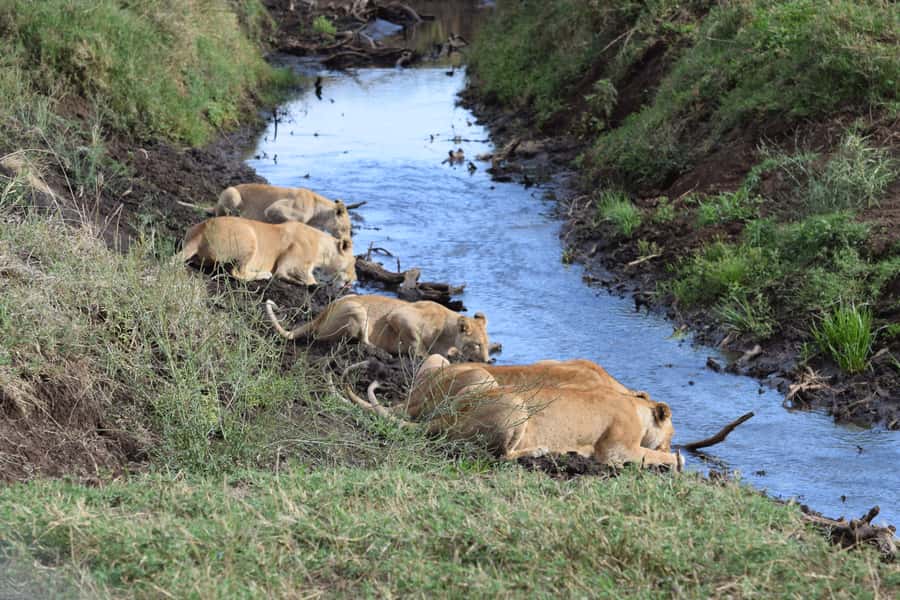 Arusha: Serengeti and Ngorongoro Multi-Day Camping Safari - Key points that matter on this safari