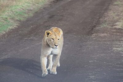 Arusha: Serengeti and Ngorongoro Multi-Day Camping Safari - Camping set-up: tents, sleeping bags, and the real comfort level
