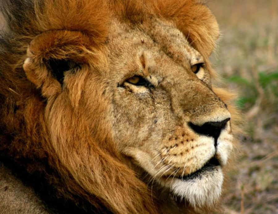 Arusha: Serengeti and Ngorongoro Multi-Day Camping Safari - Day 4: Ngorongoro Crater floor game drives, Soda Lake flamingos, and the density factor