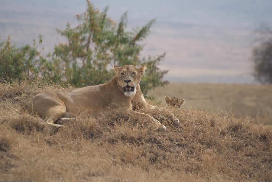 Arusha: Serengeti and Ngorongoro Multi-Day Camping Safari - Vehicle and guide: why the Landrover setup affects your results