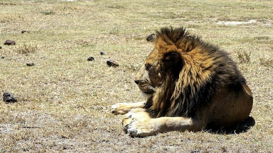 Arusha: Serengeti and Ngorongoro Multi-Day Camping Safari - Meals, bottled water, and what to bring so the days feel easy