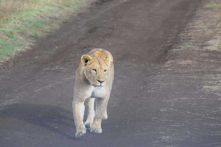 Arusha: Serengeti and Ngorongoro Multi-Day Camping Safari - Camping set-up: tents, sleeping bags, and the real comfort level
