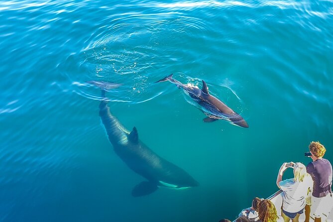 Auckland Dolphin and Whale Watching Eco-Safari Cruise - Key things I’d plan around