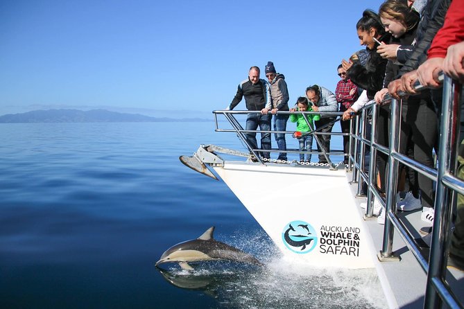 Auckland Dolphin and Whale Watching Eco-Safari Cruise - The Viaduct Harbour start and the 65-foot catamaran vibe