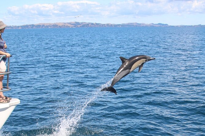 Auckland Dolphin and Whale Watching Eco-Safari Cruise - Marine mammals: dolphins, Bryde’s whales, seals, and why timing is everything