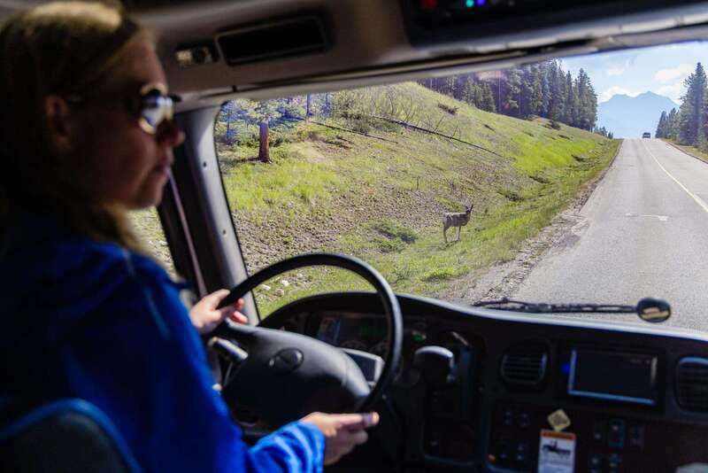 Banff: Evening Wildlife Safari Guided Tour - Key points before you go