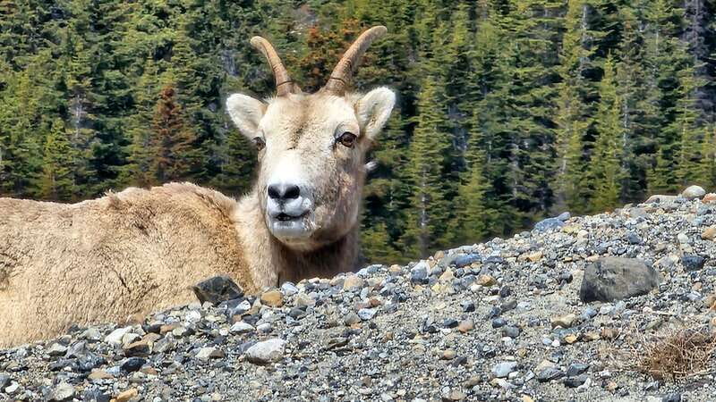 Banff: Evening Wildlife Safari Guided Tour - Entering Banff National Park at night: how the guide helps you read wildlife