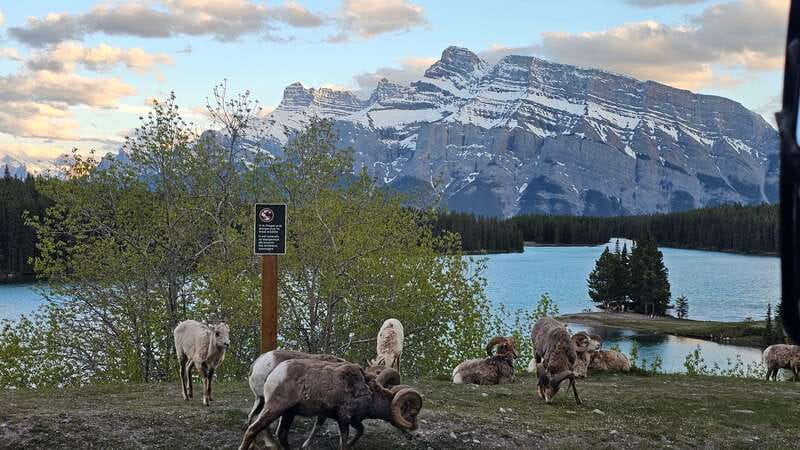 Banff: Evening Wildlife Safari Guided Tour - The scenic moments: Bow Valley peaks at dusk