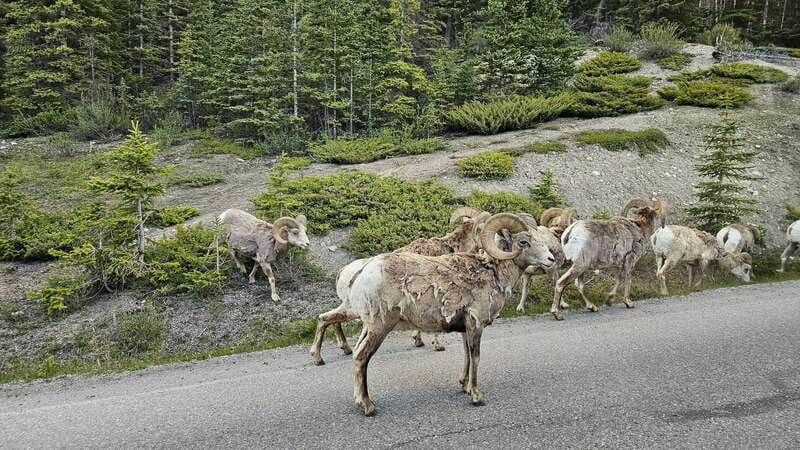 Banff: Evening Wildlife Safari Guided Tour - Wildlife you might spot (and why you shouldn’t plan your night around one species)