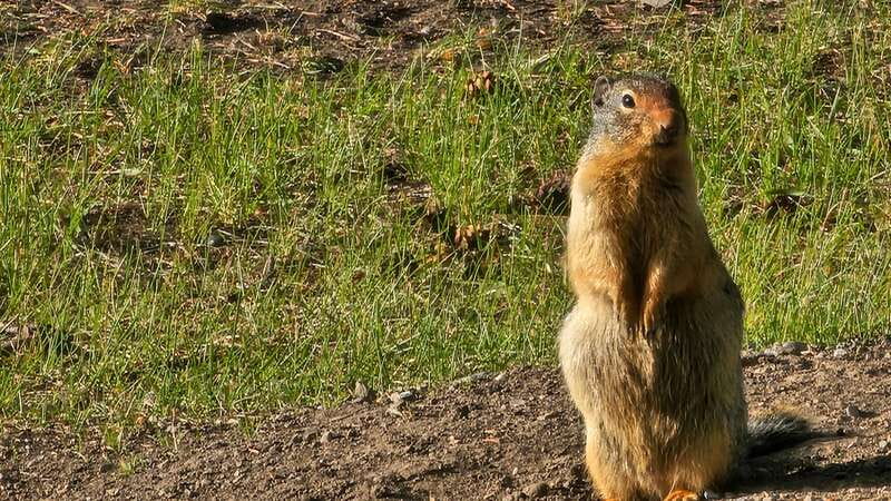 Banff: Evening Wildlife Safari Guided Tour - Conservation talk: the park story behind the animals