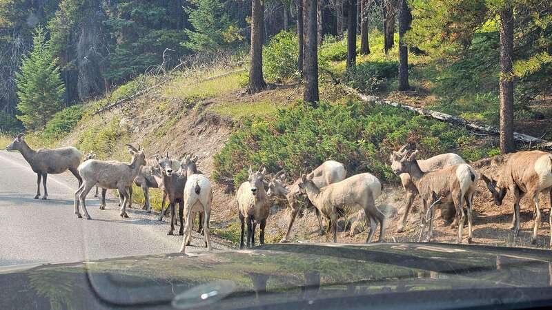 Banff: Evening Wildlife Safari Guided Tour - What to bring, what to wear, and how to spot movement