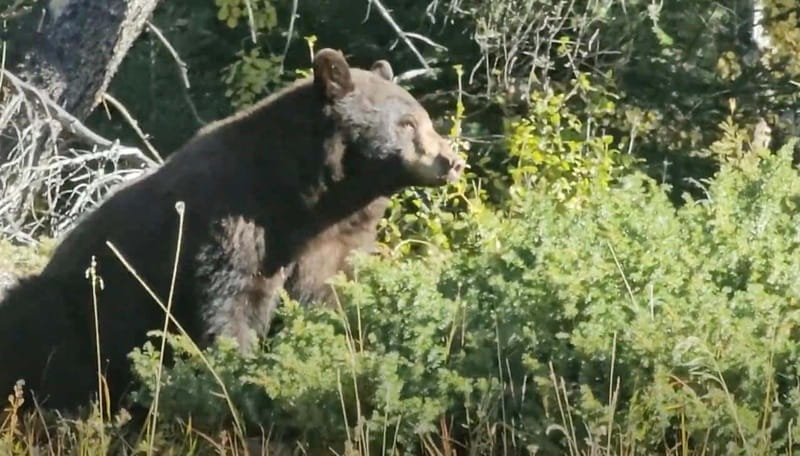 Banff: Evening Wildlife Safari Guided Tour - Pickup and the small-group ride: what to expect