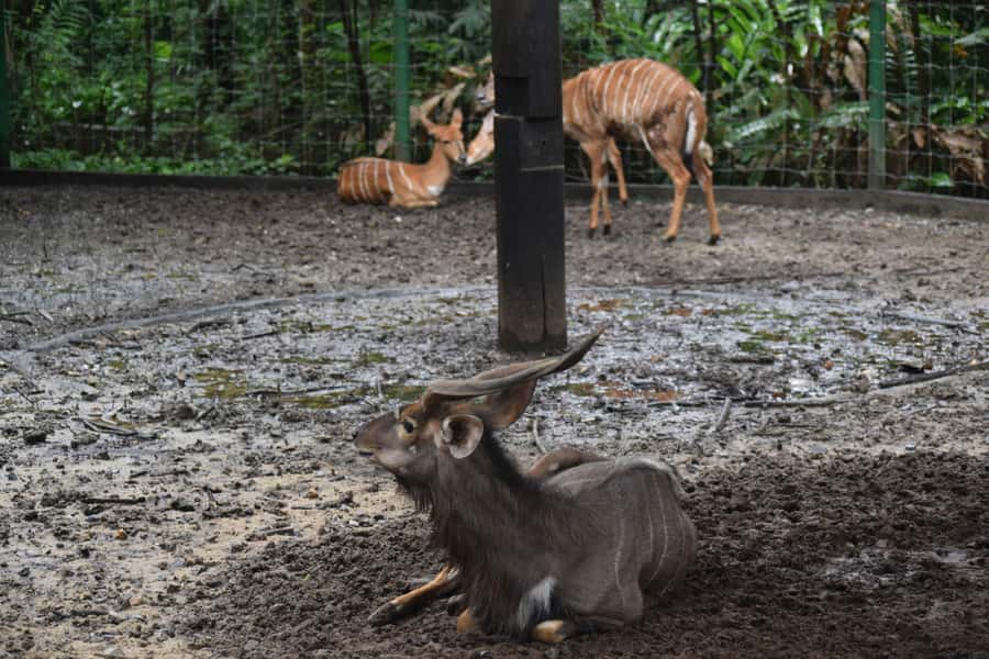 Bangkok Safari & Marine Park - A 10-hour Safari World day that starts and ends at your hotel