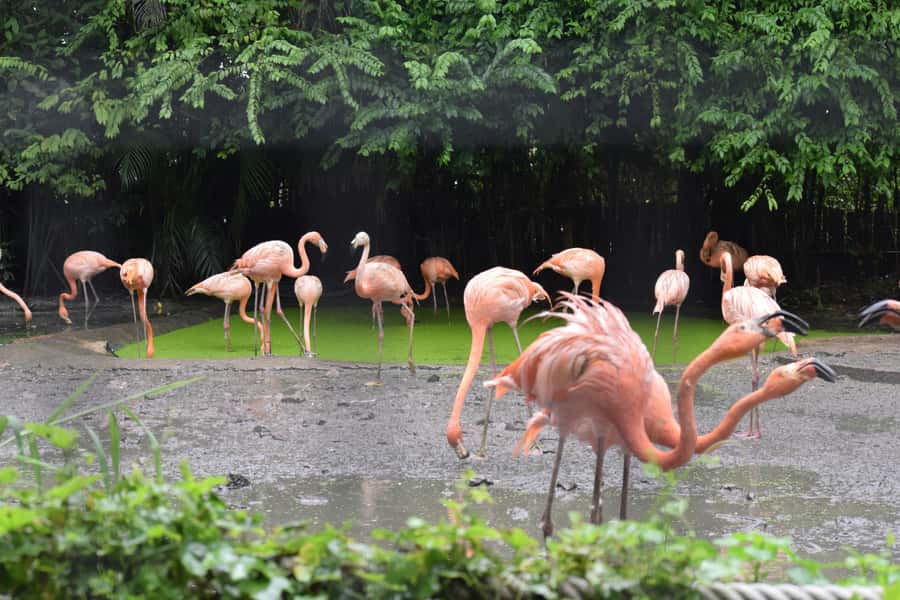 Bangkok Safari & Marine Park - Private vs shared transfer: comfort you can feel in Bangkok traffic