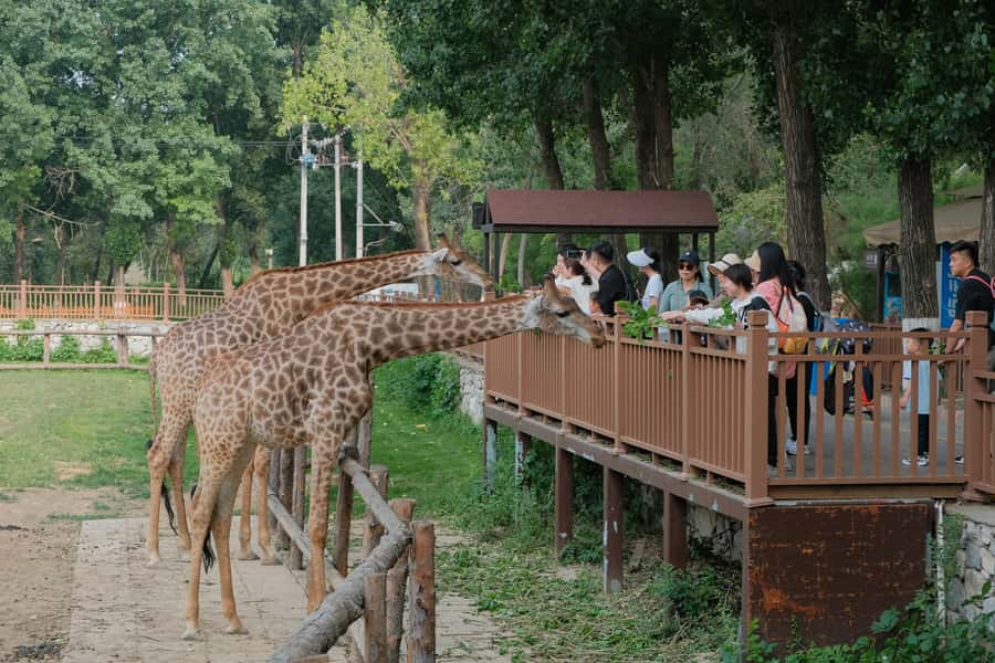 Bangkok Safari & Marine Park - Should you book this Bangkok Safari & Marine Park experience?