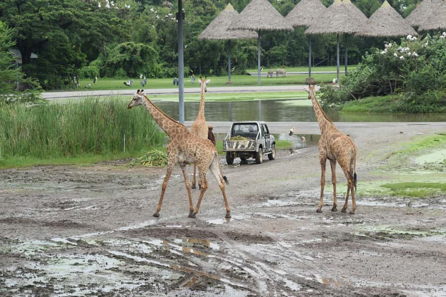 Bangkok Safari & Marine Park - Drive-through safari in a private car: what that really changes
