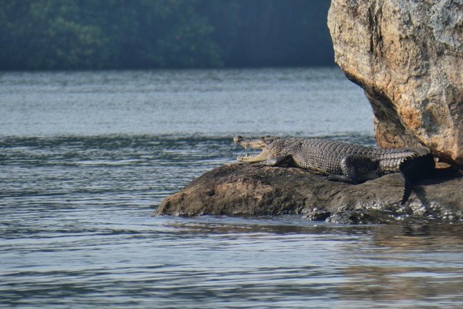 Bentota River Safari By BTM (Mangrove & Wildlife Encounter) - How the Timing Works (Before 4pm) and What That Changes