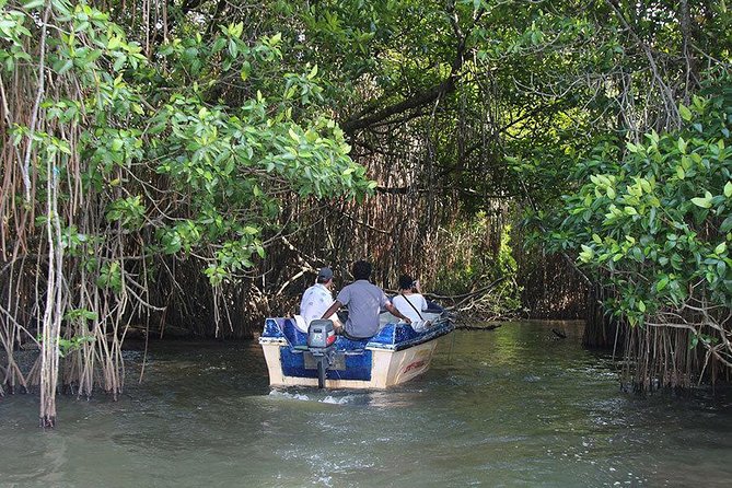 Bentota River Safari By BTM (Mangrove & Wildlife Encounter) - Bentota River in Motion: What You’ll Look For on the Cruise