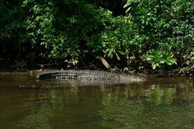 Bentota River Safari By BTM (Mangrove & Wildlife Encounter) - Pickup to Private Boat: Why the Logistics Feel Effortless