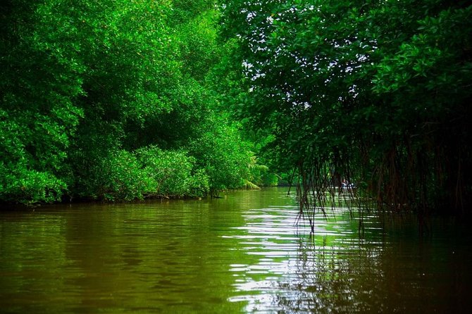 Bentota River Safari By BTM (Mangrove & Wildlife Encounter) - Weather, Rain, and How to Think About It