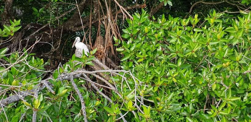 Bentota River Safari with Mangrove and Wildlife Encounter - Bentota Moya Kata delta views: the scenery shift that breaks up the safari