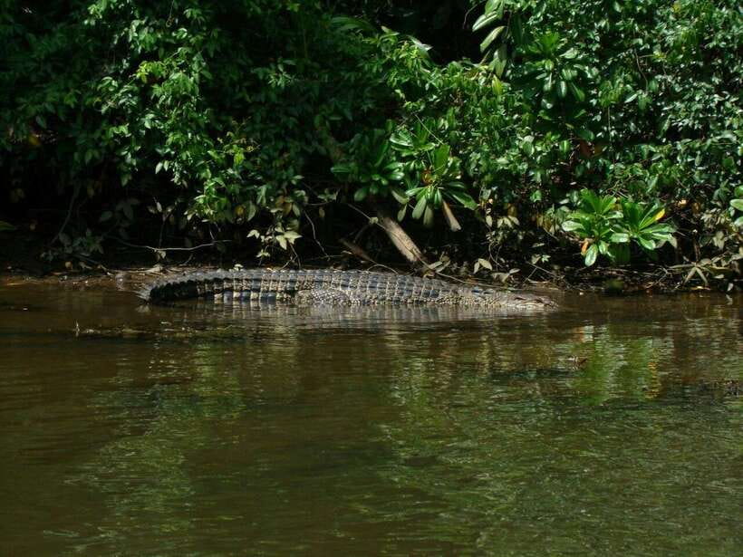 Bentota River Safari with Mangrove and Wildlife Encounter - Is this the right tour for you? (Who should book)