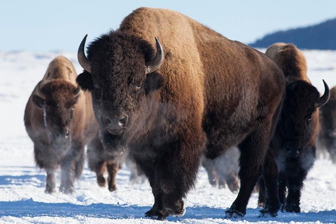 Best of Jackson Hole Wildlife Private Safari Tour - Key takeaways before you go