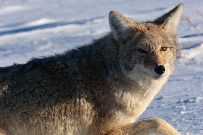 Best of Jackson Hole Wildlife Private Safari Tour - A winter day built for real wildlife sighting odds