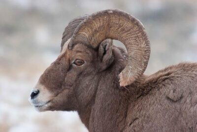 Best of Jackson Hole Wildlife Private Safari Tour - Hotel pickup in Jackson Hole: start warm, stay focused