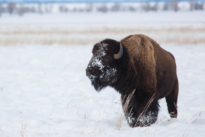 Best of Jackson Hole Wildlife Private Safari Tour - The sleigh ride experience: classic Wyoming, with wildlife focus