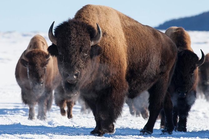 Best of Jackson Hole Wildlife Safari Tour - Pickup timing and how the day starts before sunrise