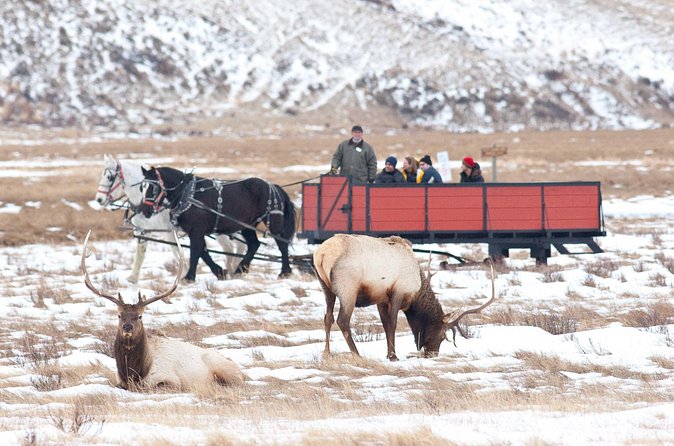 Best of Jackson Hole Wildlife Safari Tour - Grand Teton National Park stop: geology, history, and big-sky wildlife spotting