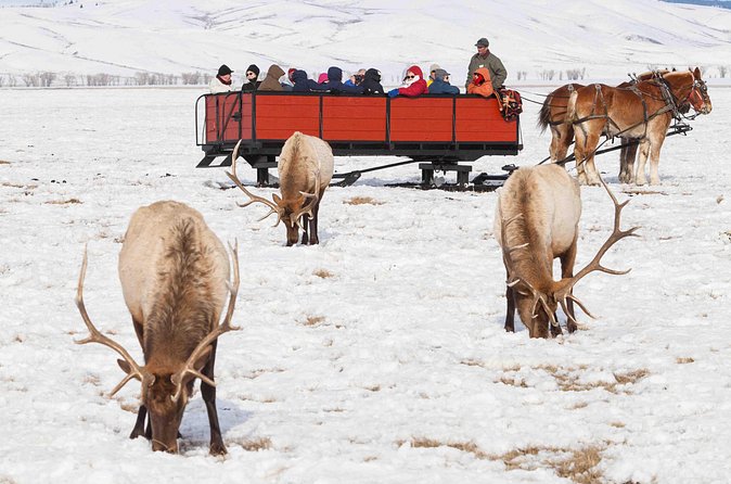 Best of Jackson Hole Wildlife Safari Tour - Continuing through Grand Teton: the searching part you can’t outsource