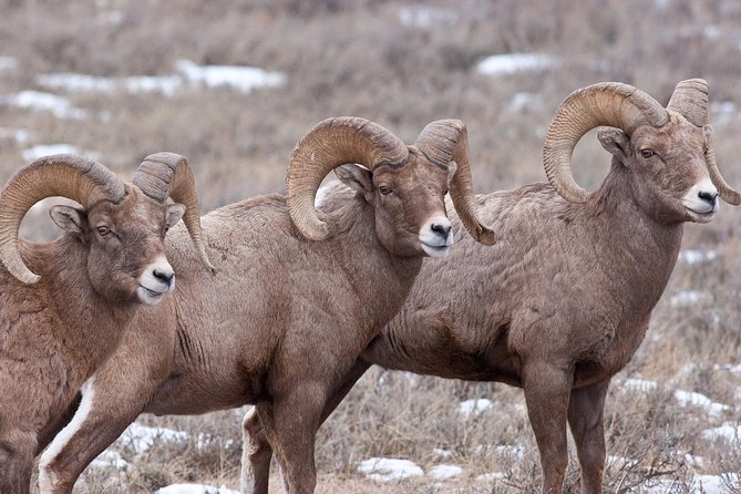 Best of Jackson Hole Wildlife Safari Tour - Food and break rhythm: breakfast, snacks, and a lunch that keeps you sane