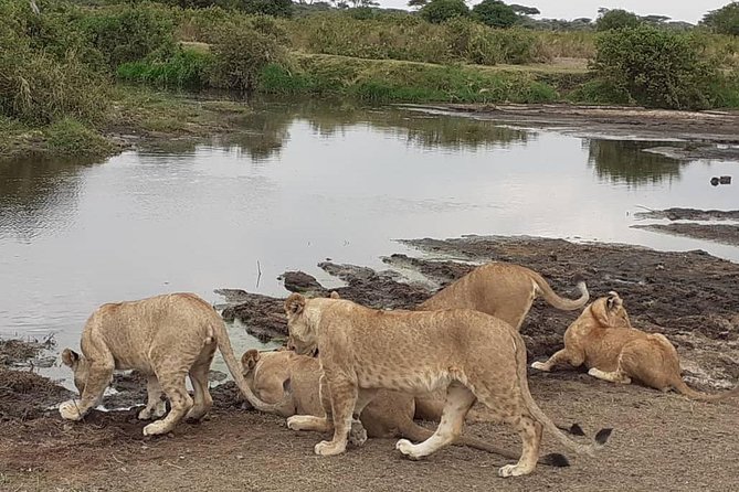 Best of Tanzania 5days 4nights safari - Key Highlights That Make This Safari Click