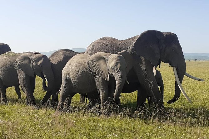 Best of Tanzania 5days 4nights safari - Day 2: Serengeti Arrival, Hippo Pool, and Big-Plain Game Driving
